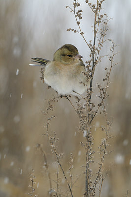 BUITEN BEELD Foto: 78151