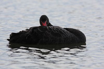 BUITEN BEELD Foto: 78159