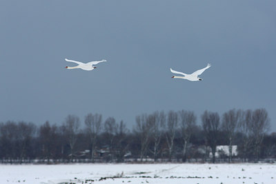 BUITEN BEELD Foto: 78166