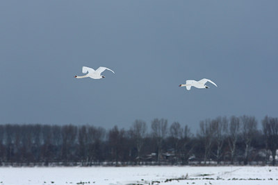 BUITEN BEELD Foto: 78169