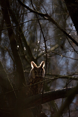 BUITEN BEELD Foto: 78218