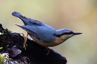 BUITEN BEELD Foto: 78222