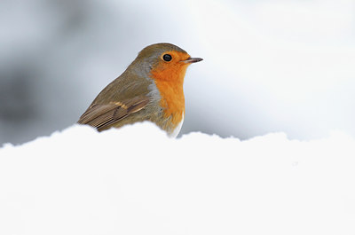 BUITEN BEELD Foto: 78232