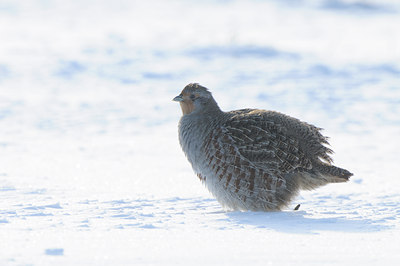 BUITEN BEELD Foto: 78237