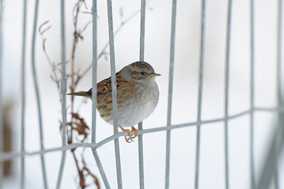 BUITEN BEELD Foto: 78238