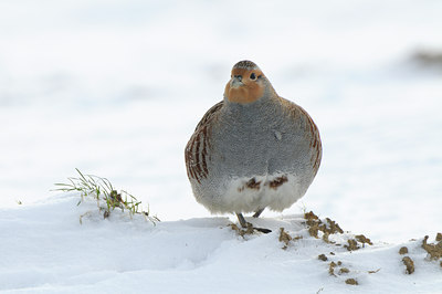 BUITEN BEELD Foto: 78239
