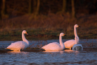 BUITEN BEELD Foto: 78268