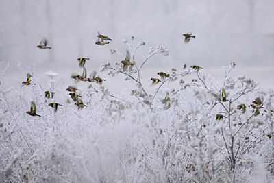 BUITEN BEELD Foto: 78272