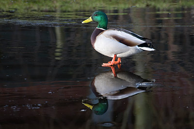 BUITEN BEELD Foto: 78284
