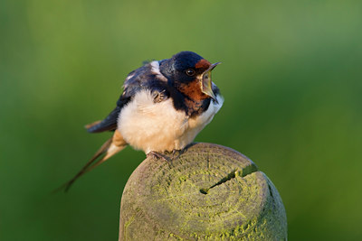 BUITEN BEELD Foto: 78309