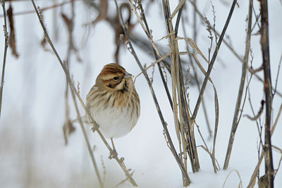 BUITEN BEELD Foto: 78318