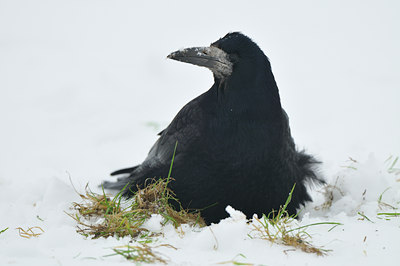 BUITEN BEELD Foto: 78328