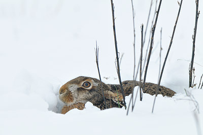 BUITEN BEELD Foto: 78333