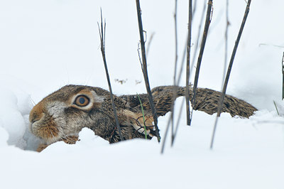 BUITEN BEELD Foto: 78334
