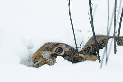 BUITEN BEELD Foto: 78335