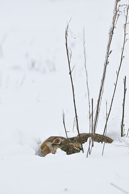 BUITEN BEELD Foto: 78341