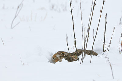 BUITEN BEELD Foto: 78342