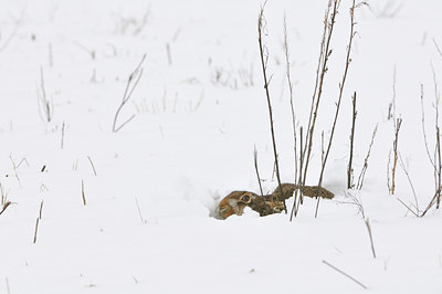 BUITEN BEELD Foto: 78343
