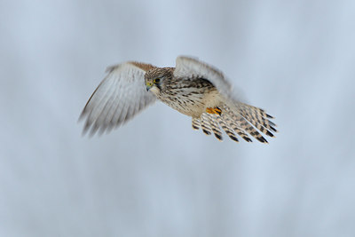 BUITEN BEELD Foto: 78344