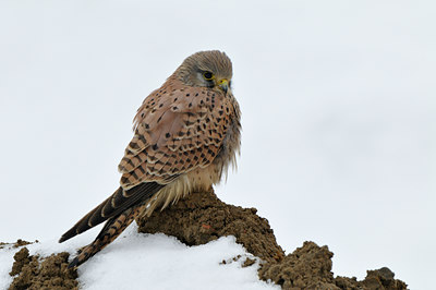 BUITEN BEELD Foto: 78346