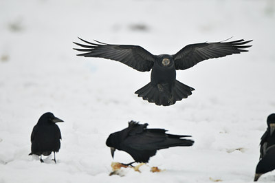 BUITEN BEELD Foto: 78350