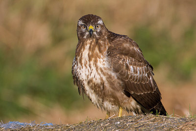 BUITEN BEELD Foto: 78388