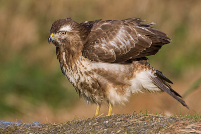 BUITEN BEELD Foto: 78389