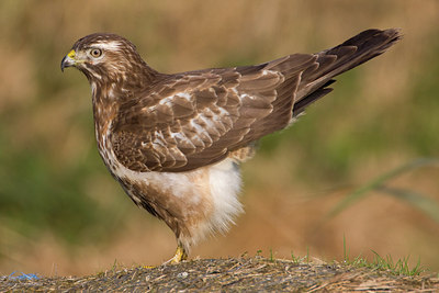 BUITEN BEELD Foto: 78390