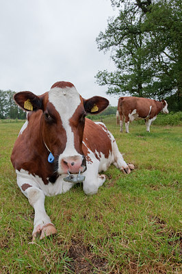 BUITEN BEELD Foto: 78412