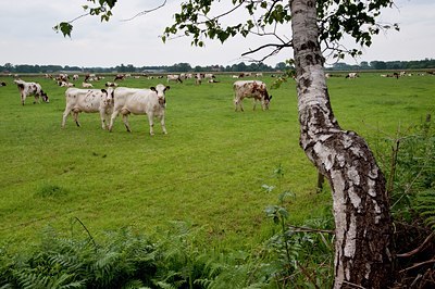 BUITEN BEELD Foto: 78417