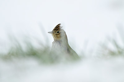 BUITEN BEELD Foto: 78420