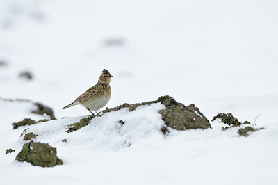 BUITEN BEELD Foto: 78422