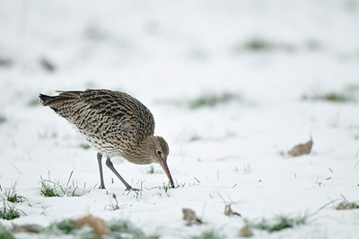 BUITEN BEELD Foto: 78424