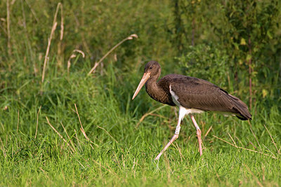 BUITEN BEELD Foto: 78475