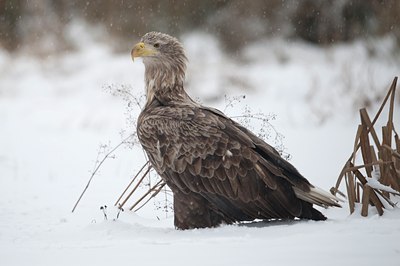 BUITEN BEELD Foto: 78480