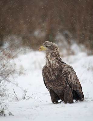 BUITEN BEELD Foto: 78481