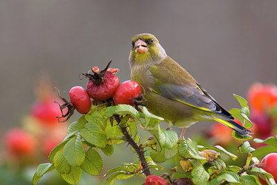 BUITEN BEELD Foto: 78483