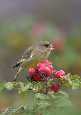 BUITEN BEELD Foto: 78487