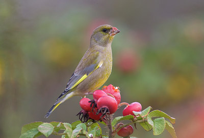 BUITEN BEELD Foto: 78489