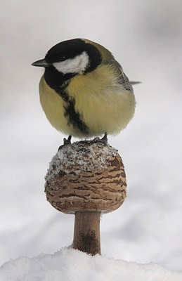 BUITEN BEELD Foto: 78495