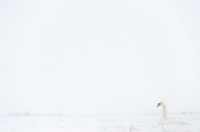 BUITEN BEELD Foto: 78533