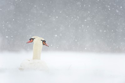 BUITEN BEELD Foto: 78535