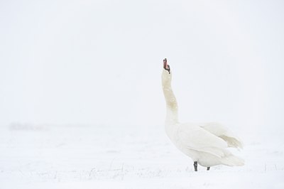 BUITEN BEELD Foto: 78536