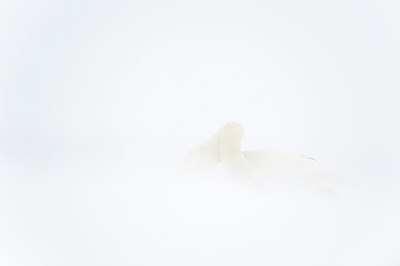 BUITEN BEELD Foto: 78542
