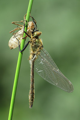 BUITEN BEELD Foto: 78559