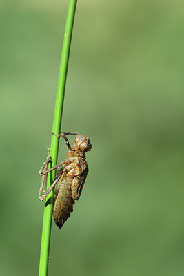 BUITEN BEELD Foto: 78564