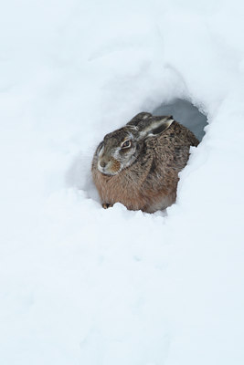 BUITEN BEELD Foto: 78567