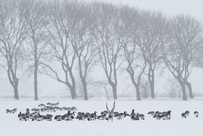 BUITEN BEELD Foto: 78568