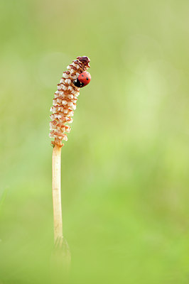 BUITEN BEELD Foto: 78586