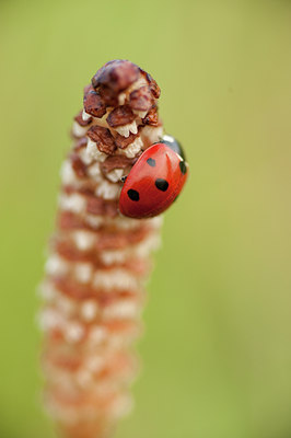 BUITEN BEELD Foto: 78587